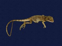 Swinhoe’s tree lizard Collection Image, Figure 10, Total 11 Figures